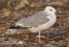 Caspian Gull at Private site with no public access (Steve Arlow) (52653 bytes)